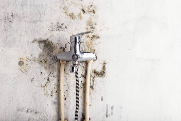 Best Black Mold Removal  in Eyota, MN