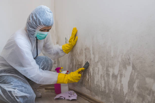 Attic Mold Removal in Eyota, MN