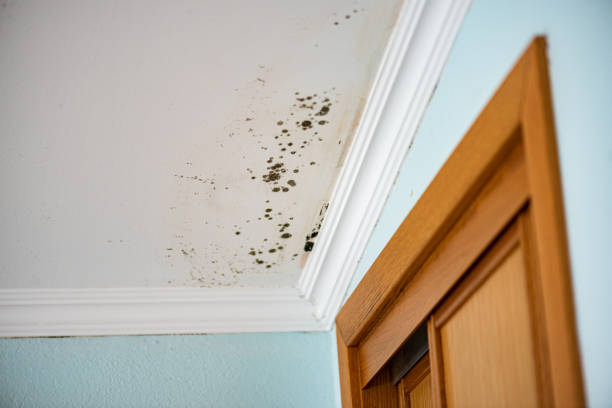 Best Attic Mold Removal  in Eyota, MN
