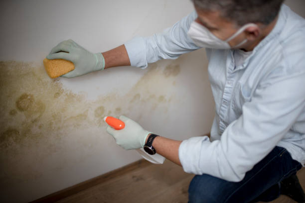 Best Mold Damage Repair  in Eyota, MN