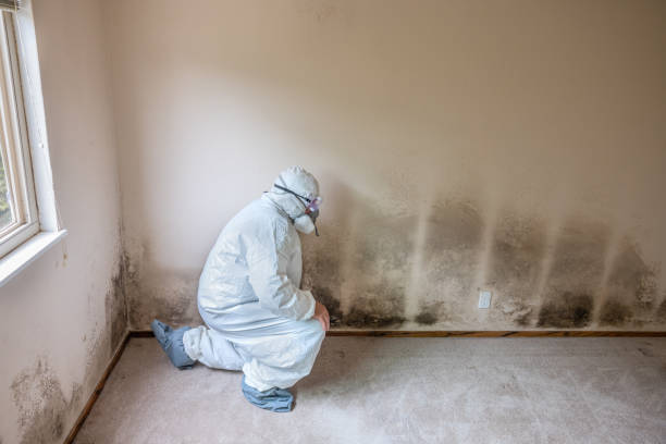 Mold Removal Process in Eyota, MN